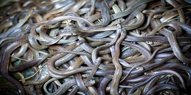 Mỗi giấc mơ thấy rắn gắn liền với một con số khác nhau 